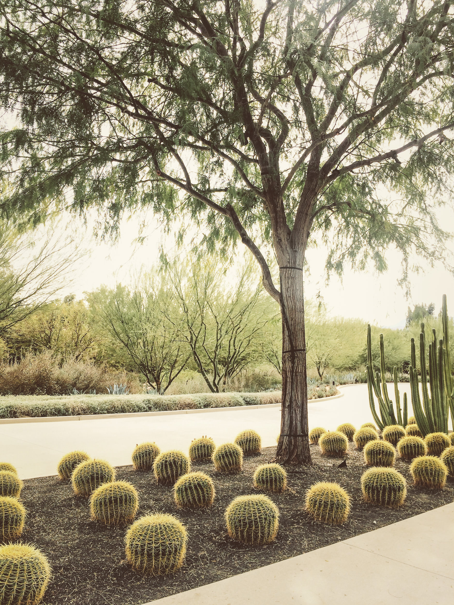 california palm springs modernism sunnylands