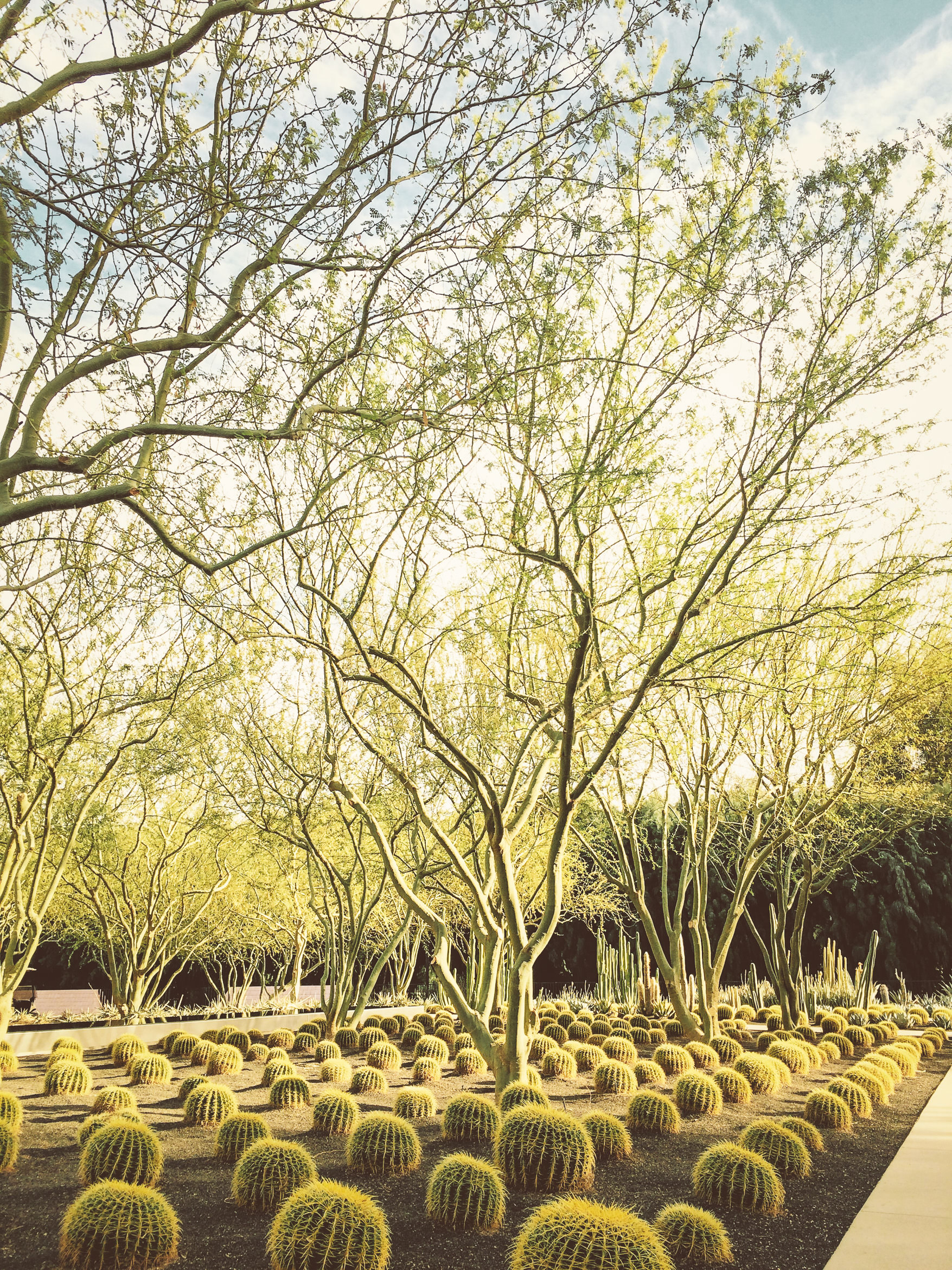 california palm springs modernism sunnylands