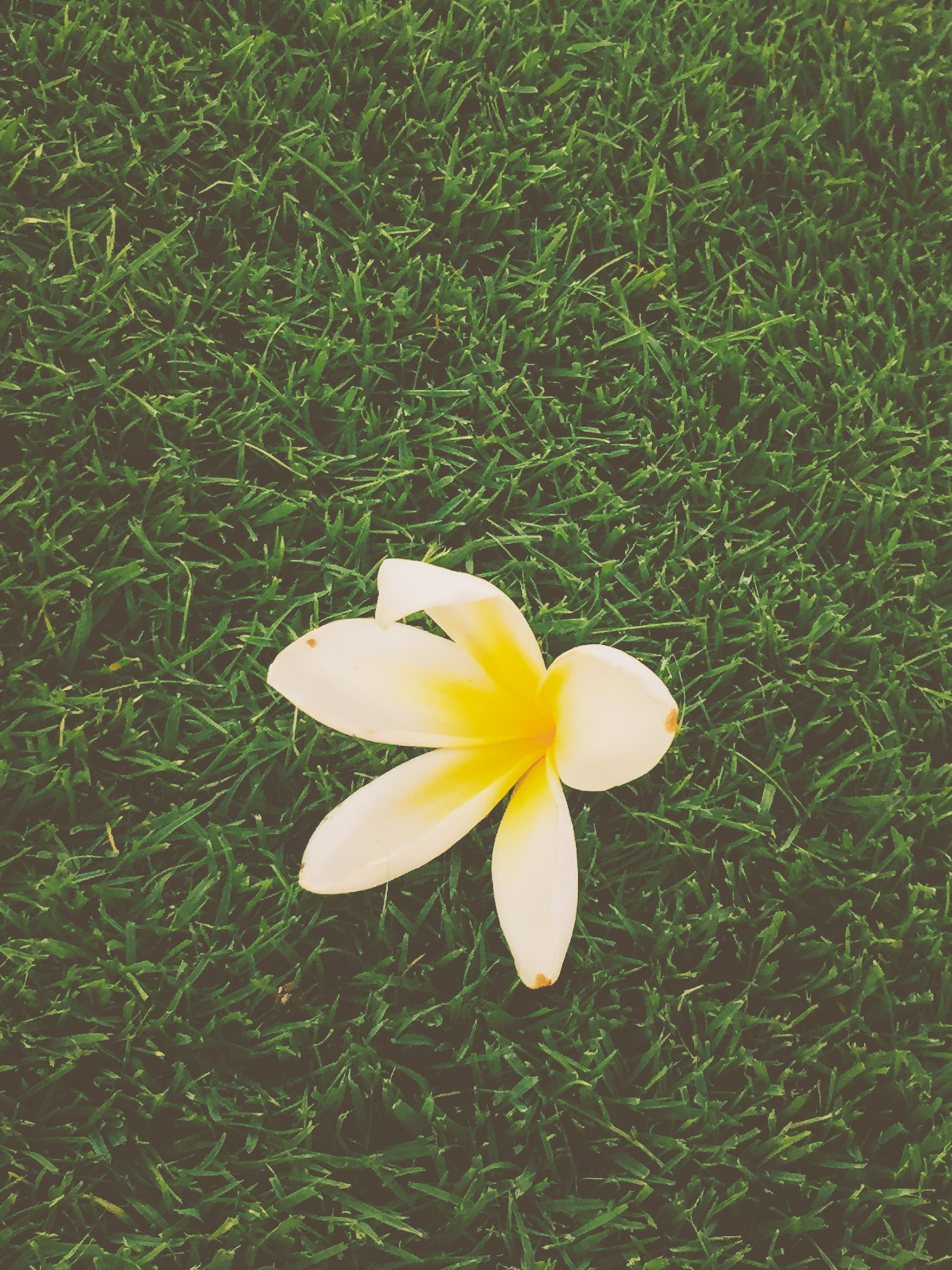 hawaii kauai island life