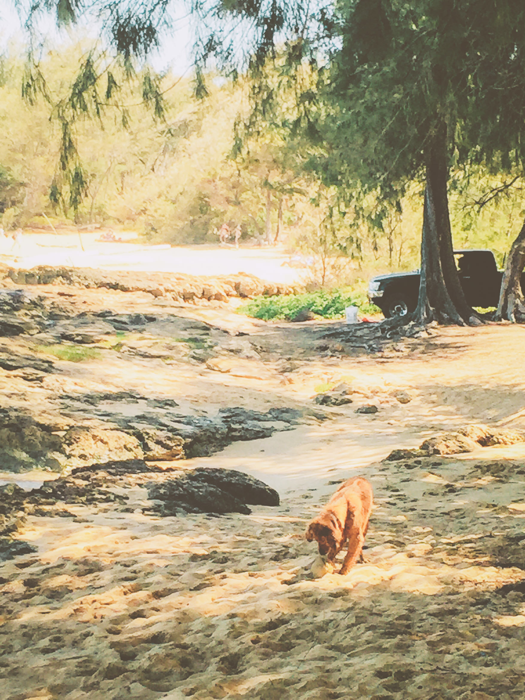 hawaii kauai kamala point