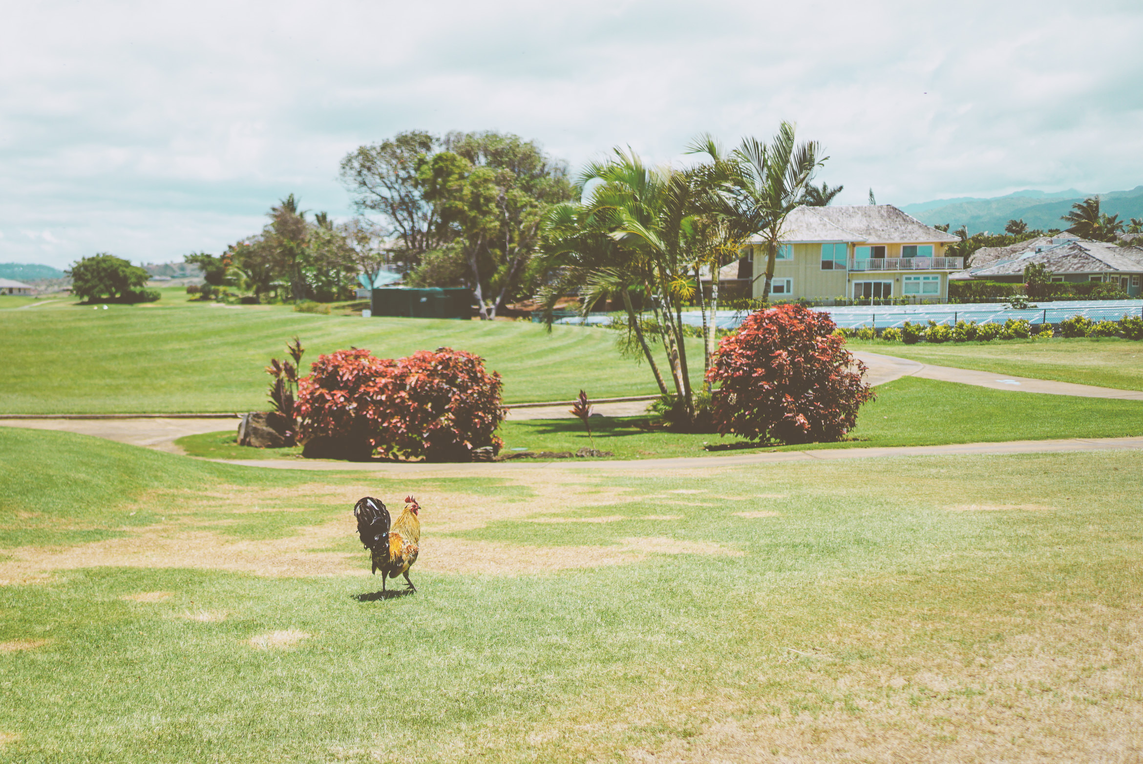 hawaii kauai south shore