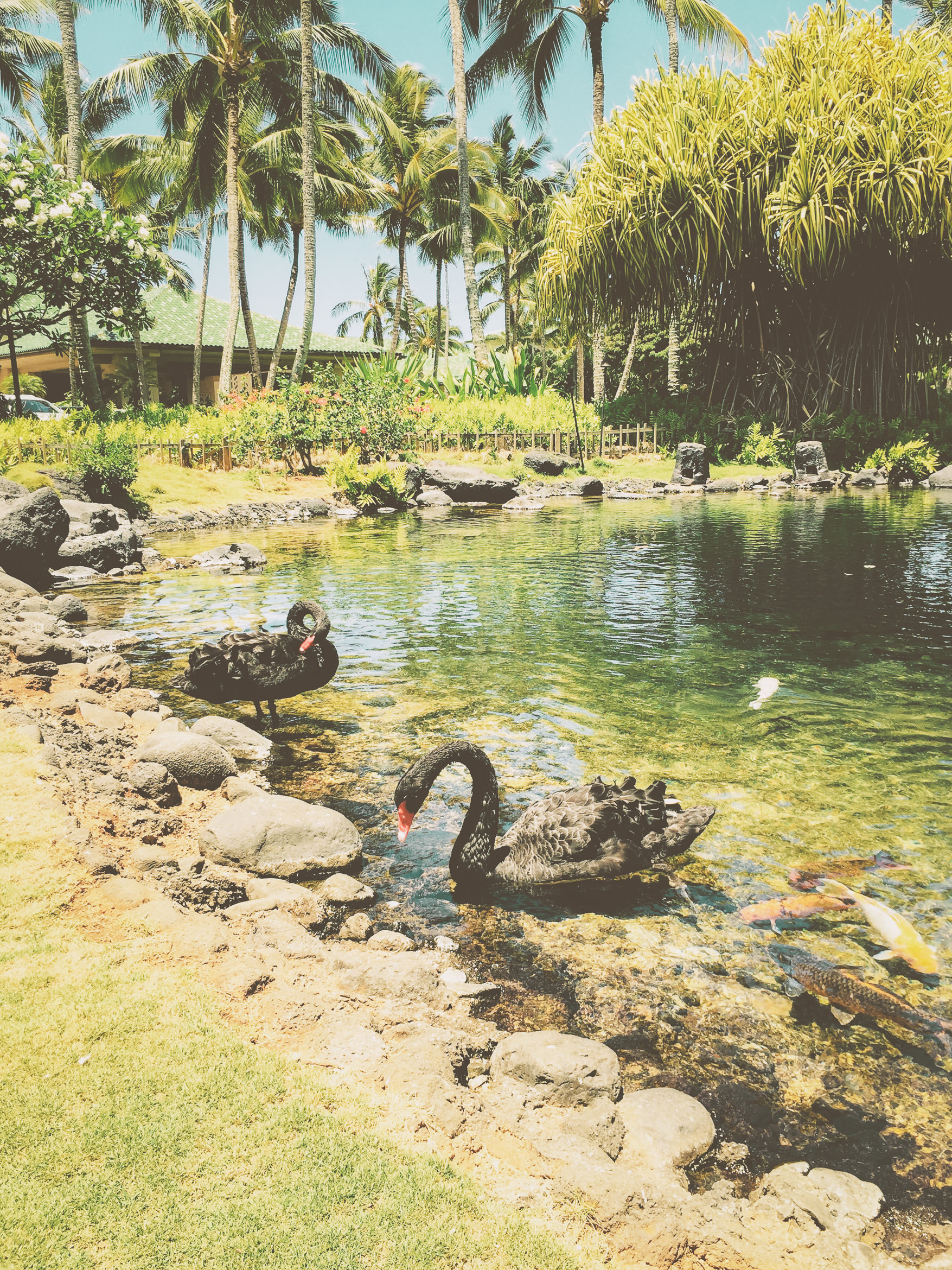 hawaii kauai south shore