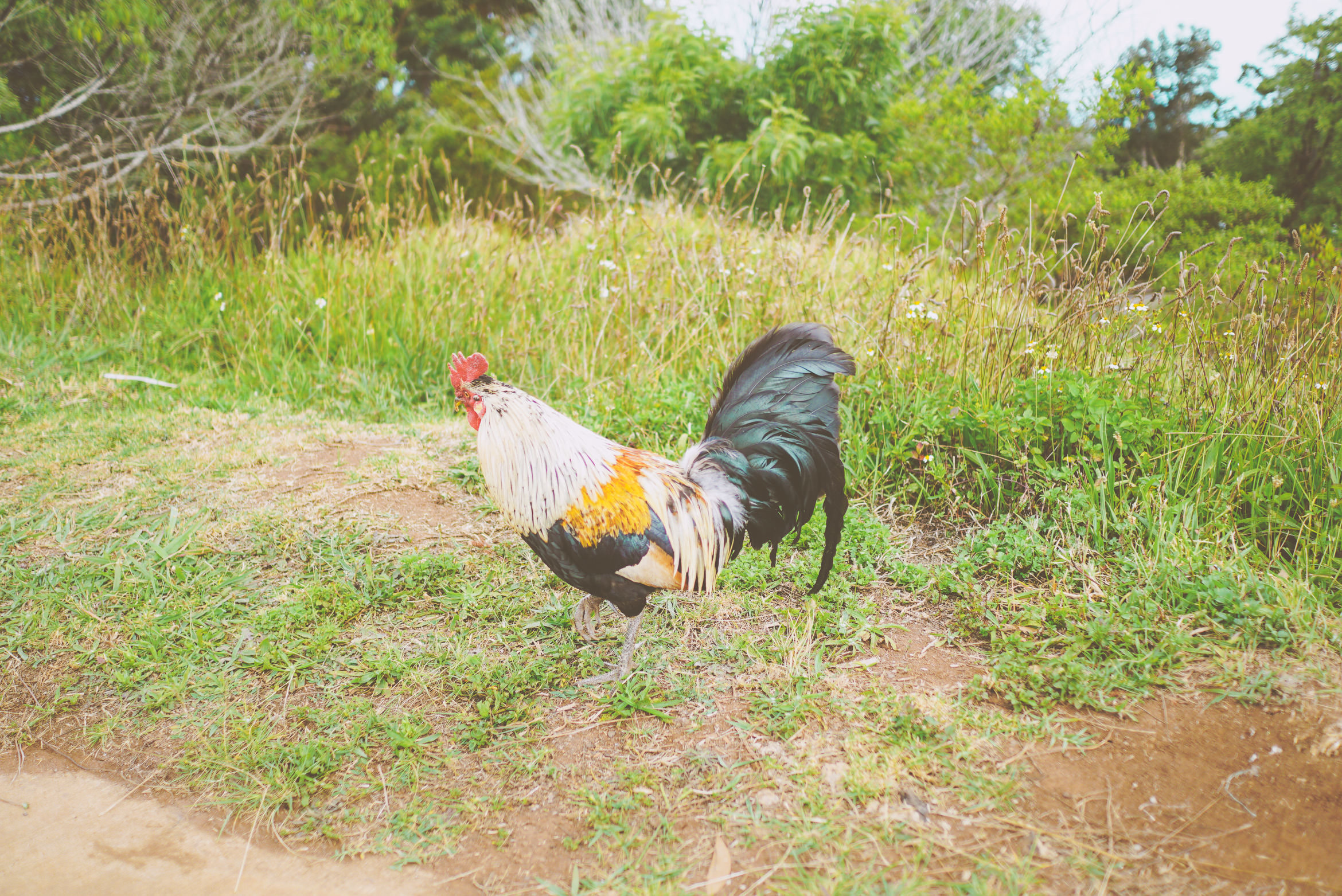 hawaii kauai waimea canyon