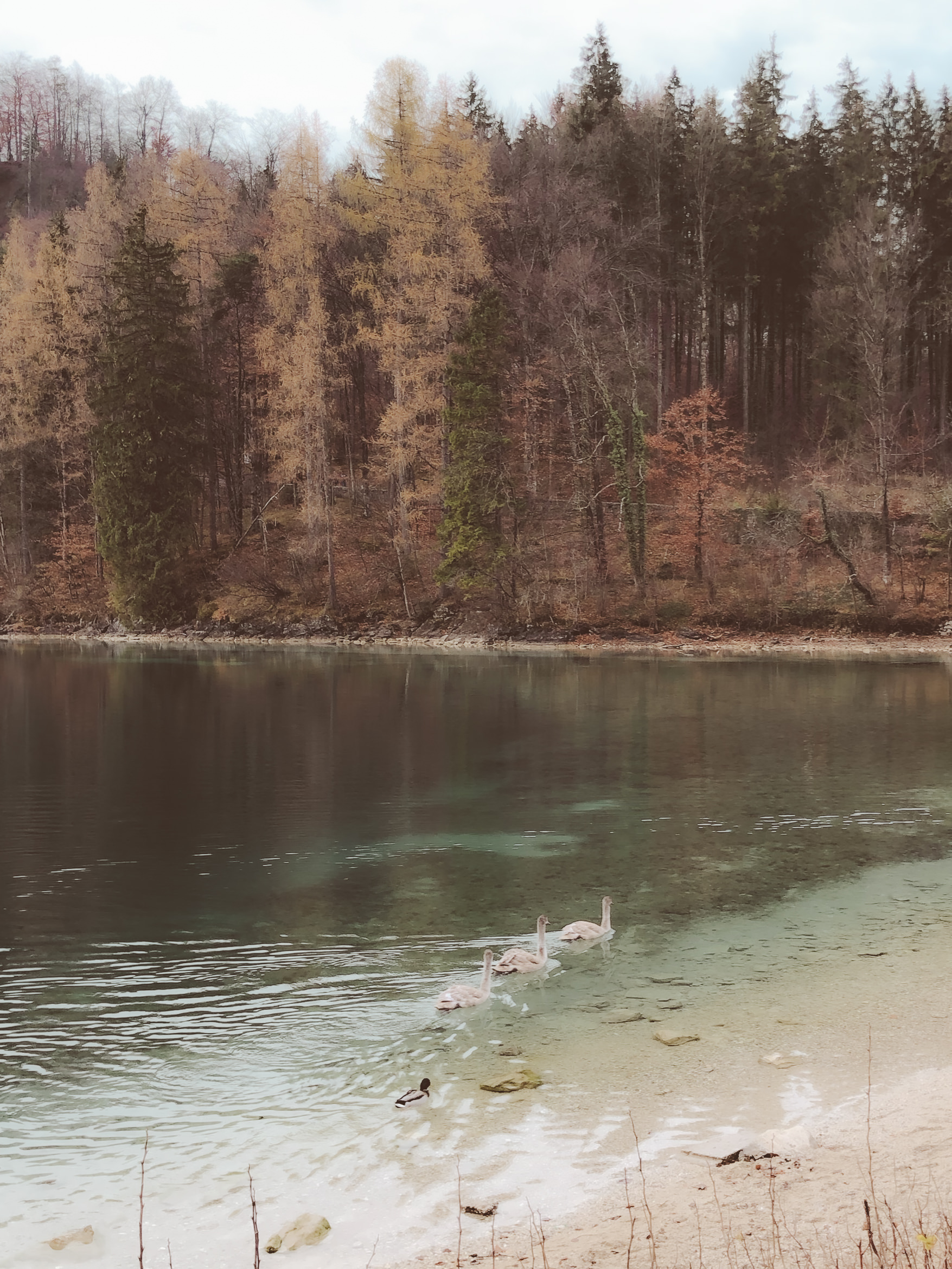 Schloss Neuschwanstein