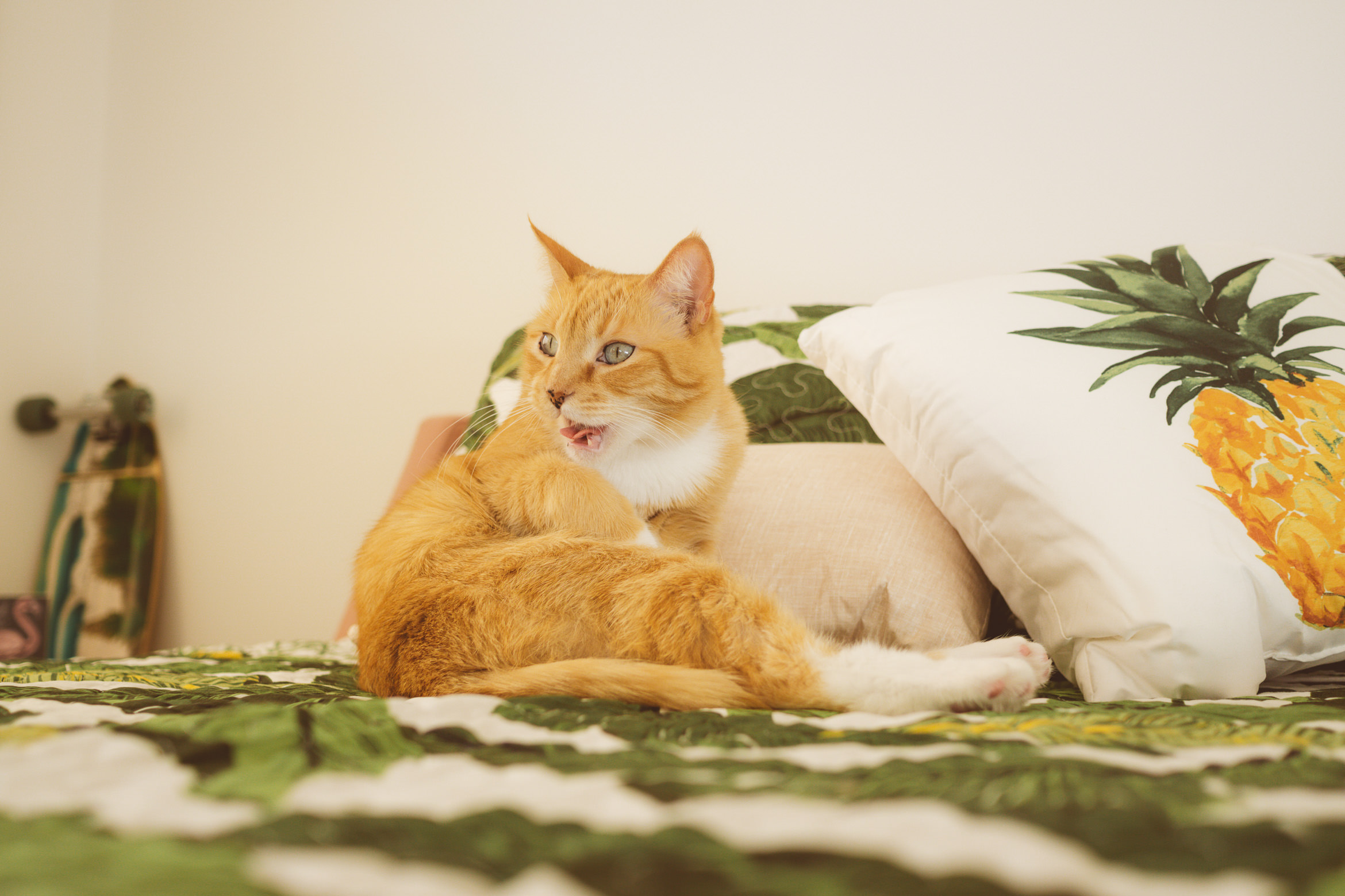 palmsprings_airlanehaus