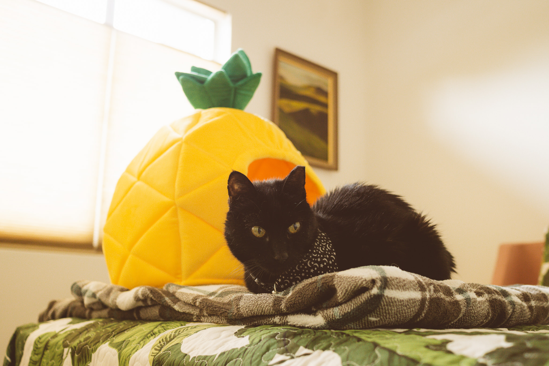 palmsprings_airlanehaus