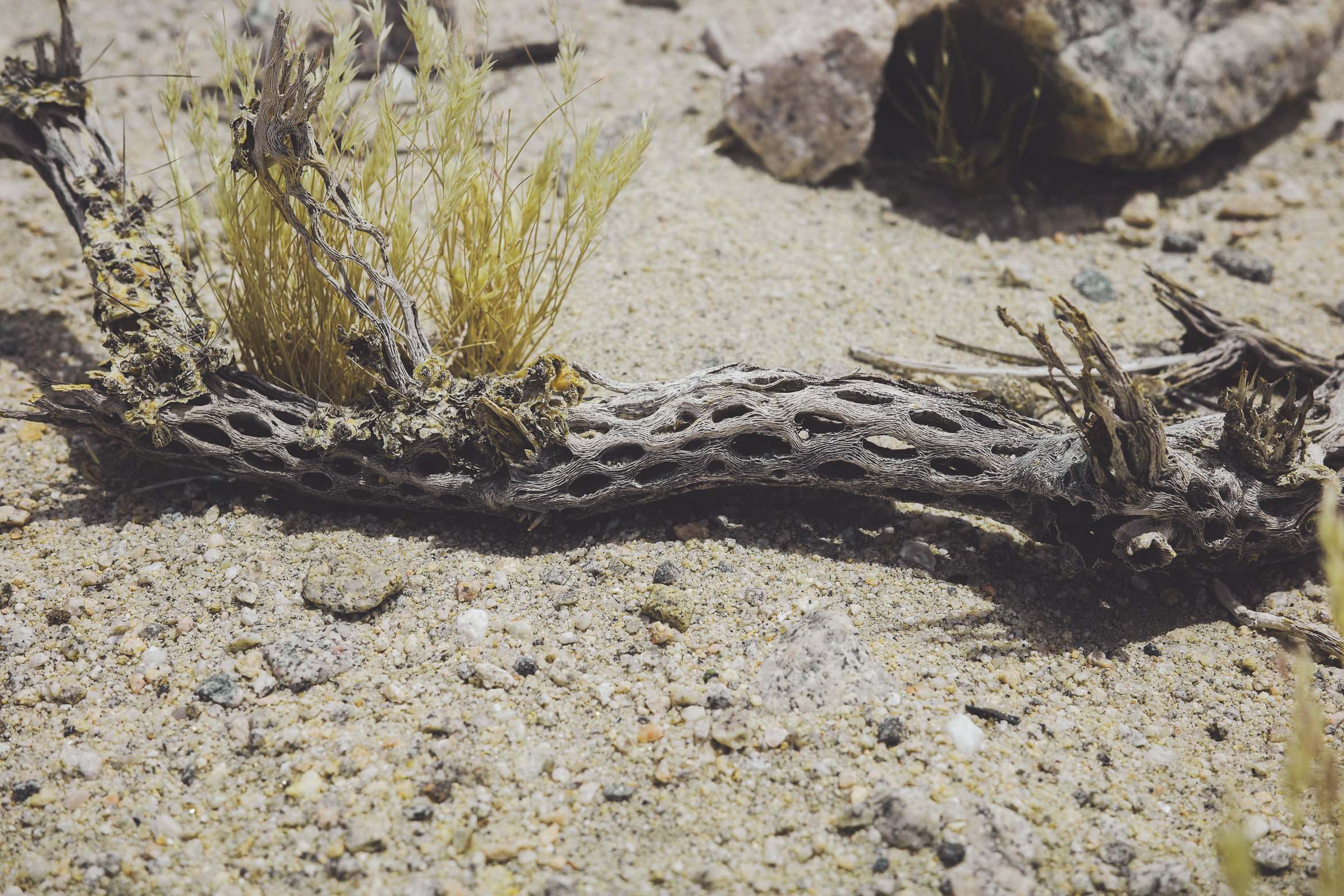 PalmSprings hiddenpalms