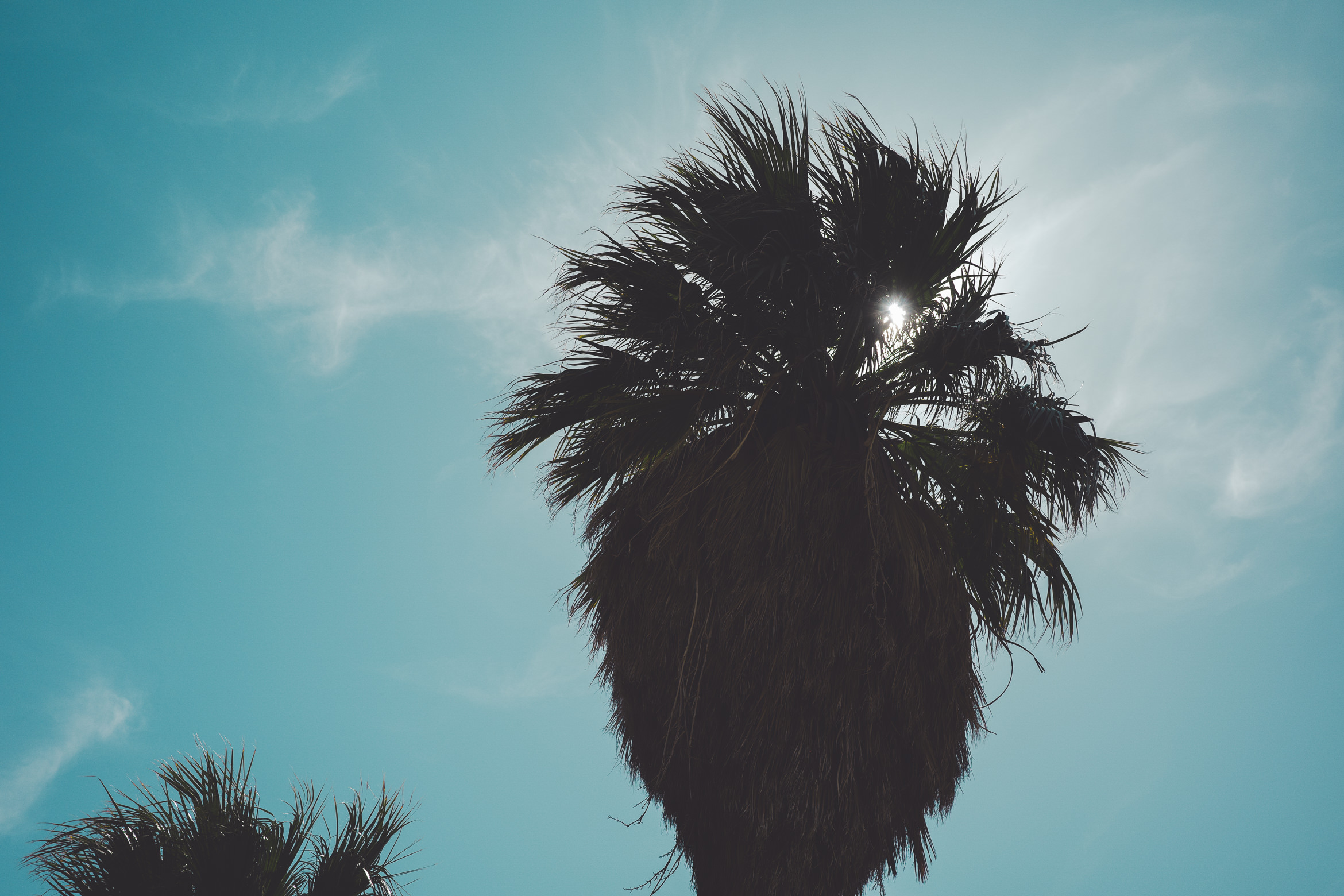 PalmSprings hiddenpalms