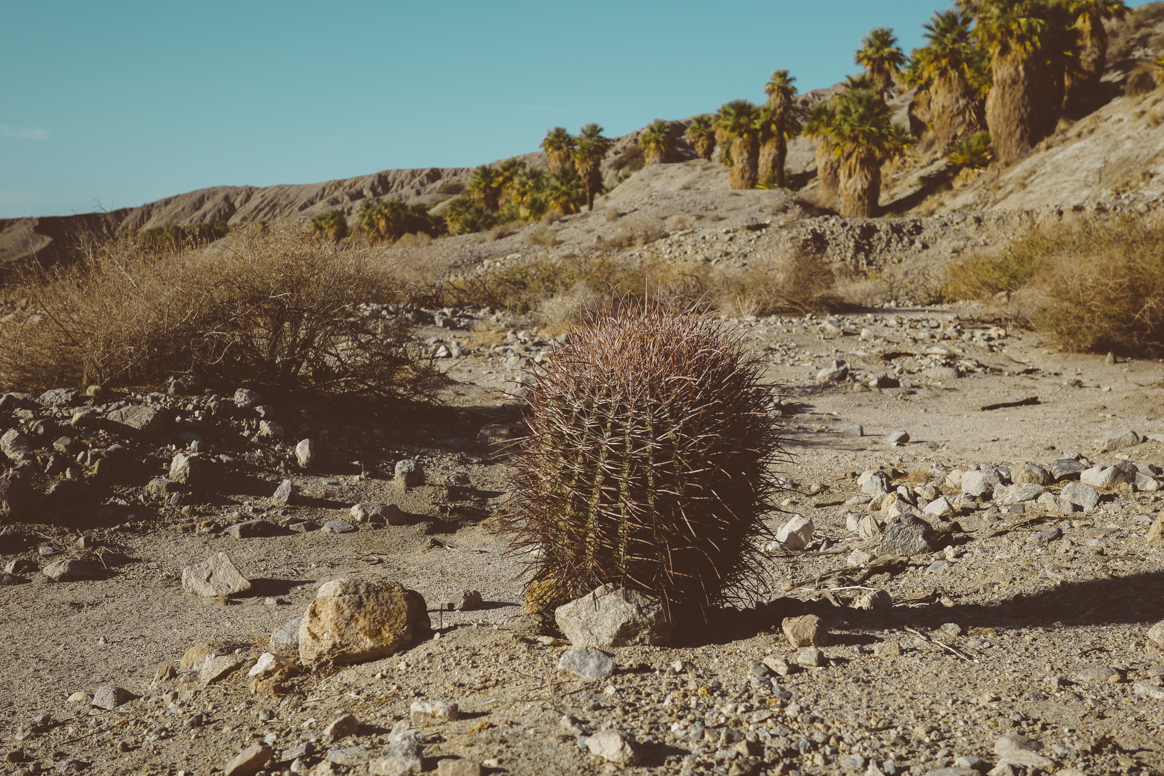 PalmSprings pushawalla