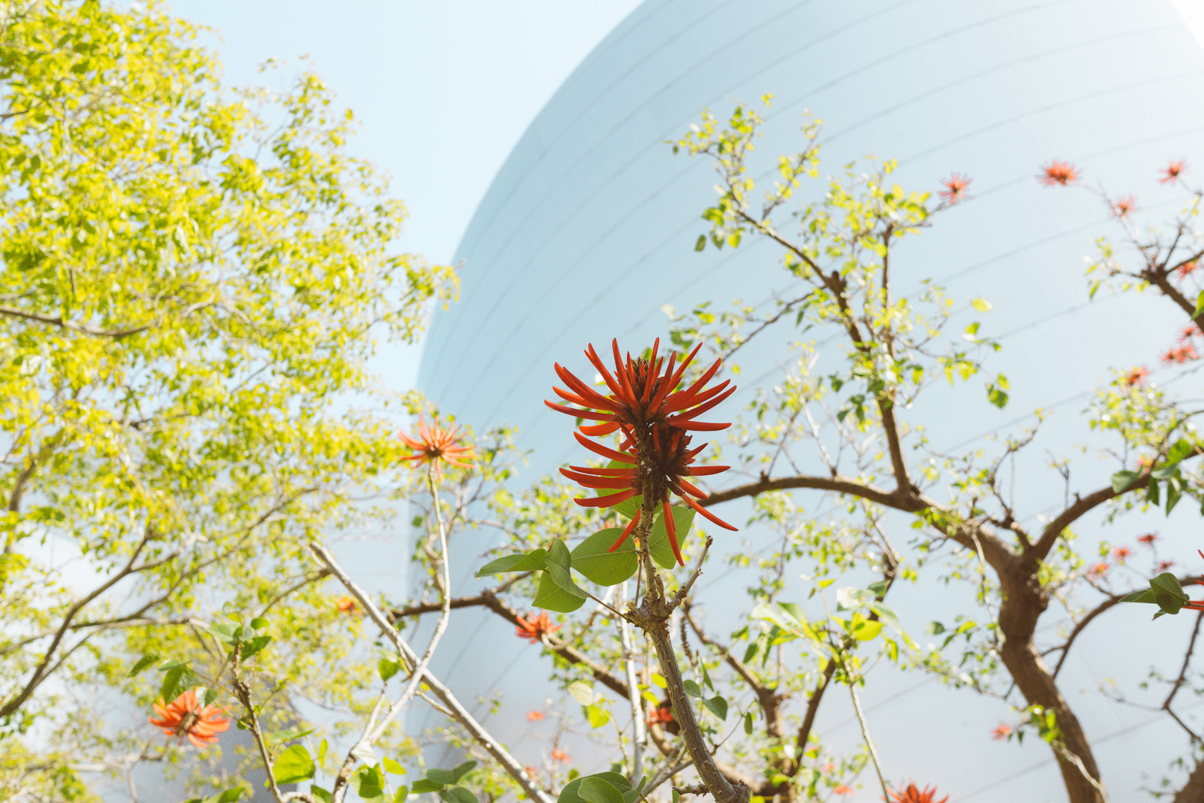 walt disney concert hall