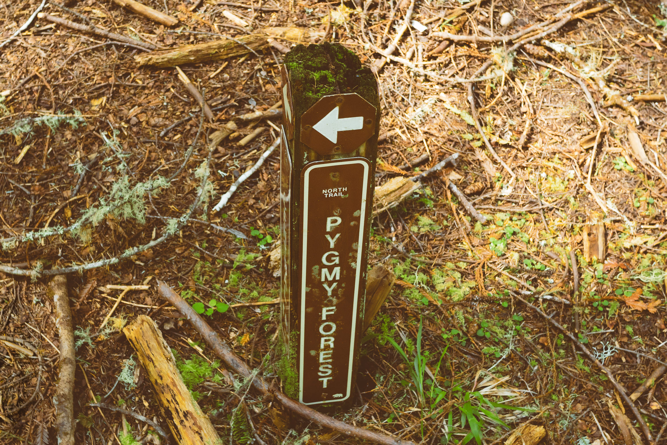 salt point south trail