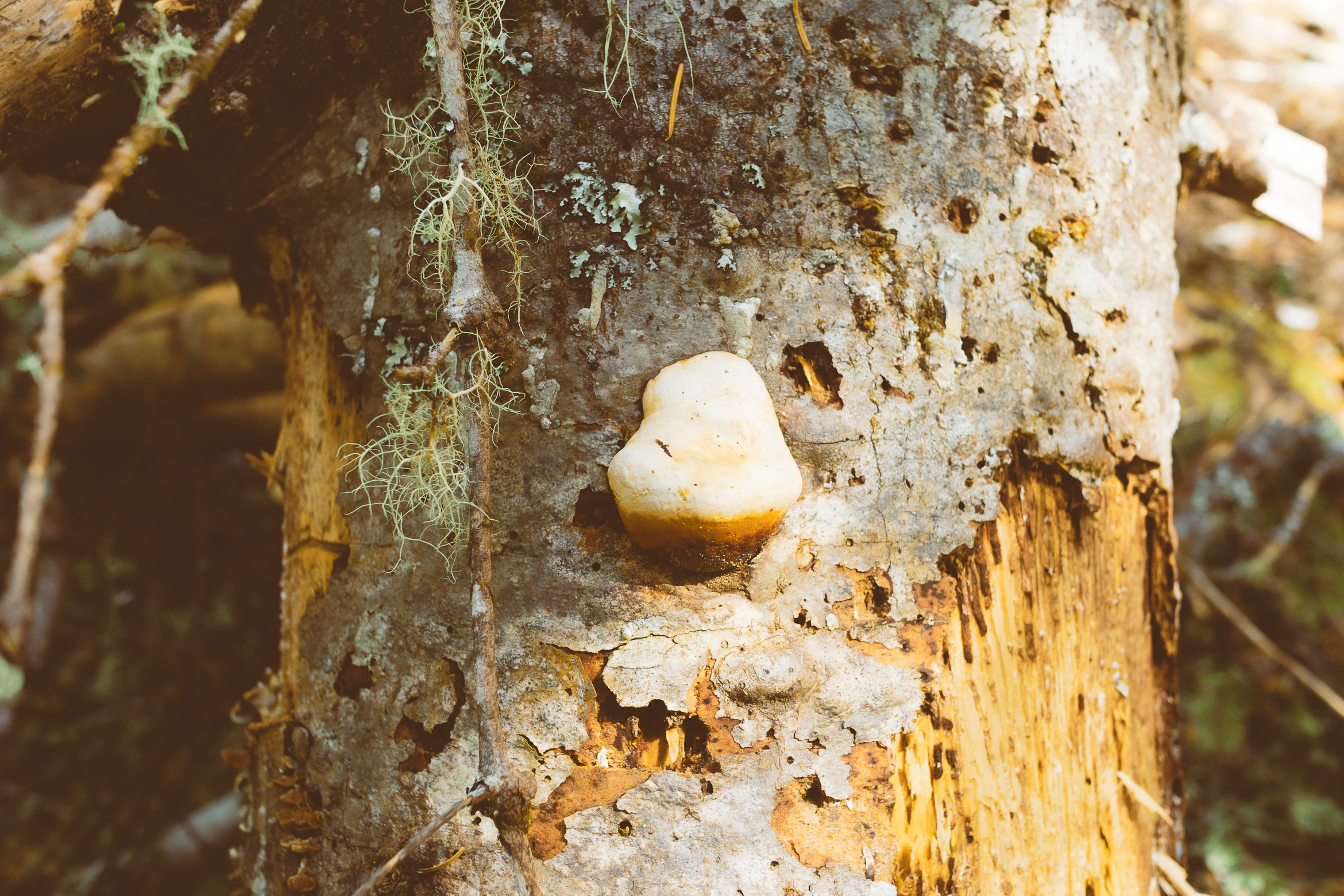 salt point south trail