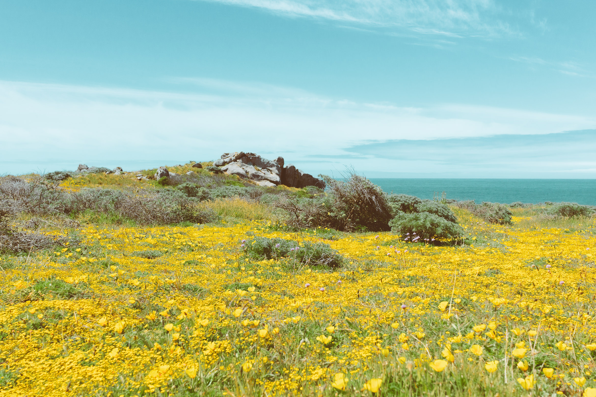 salt point south trail