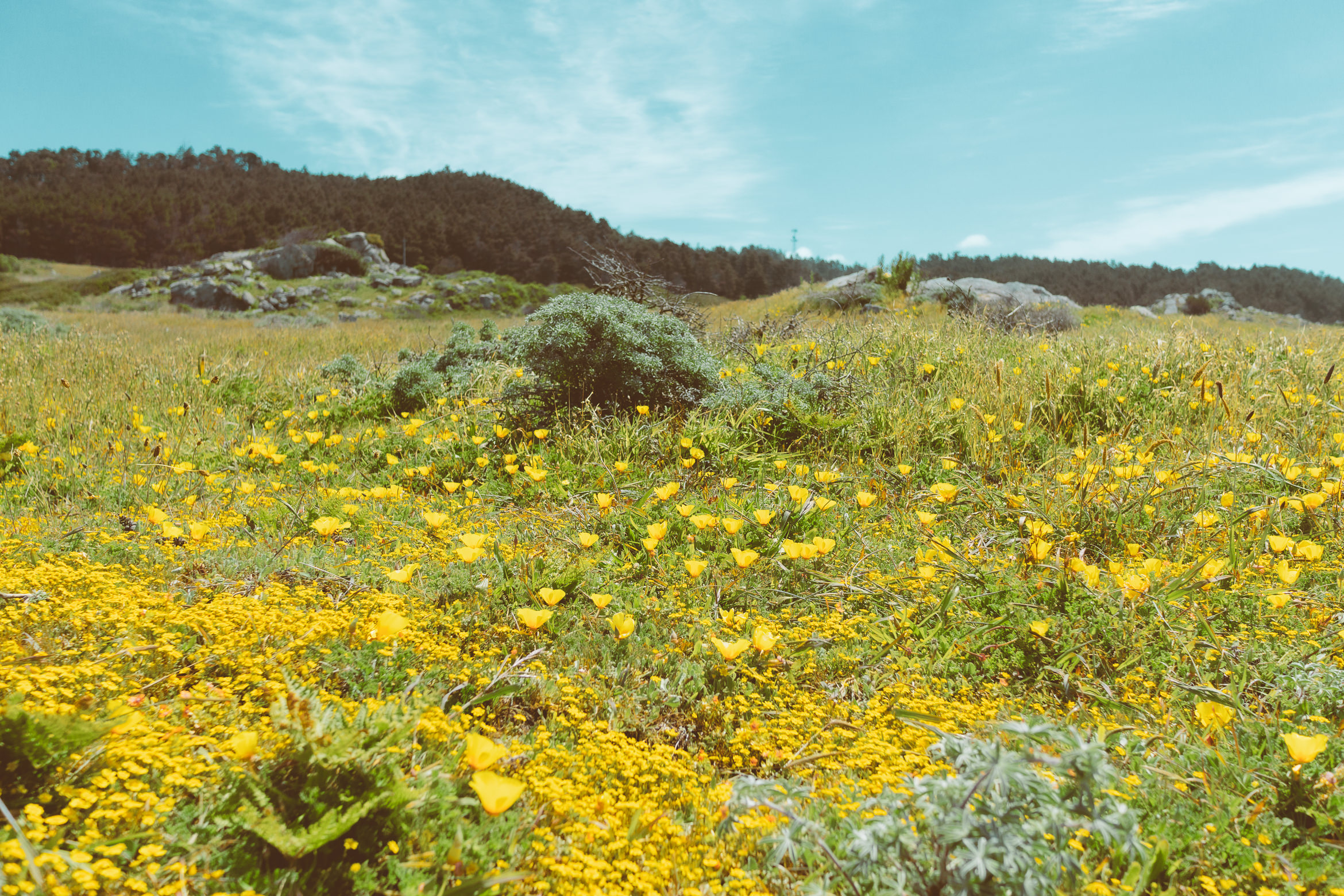 salt point south trail