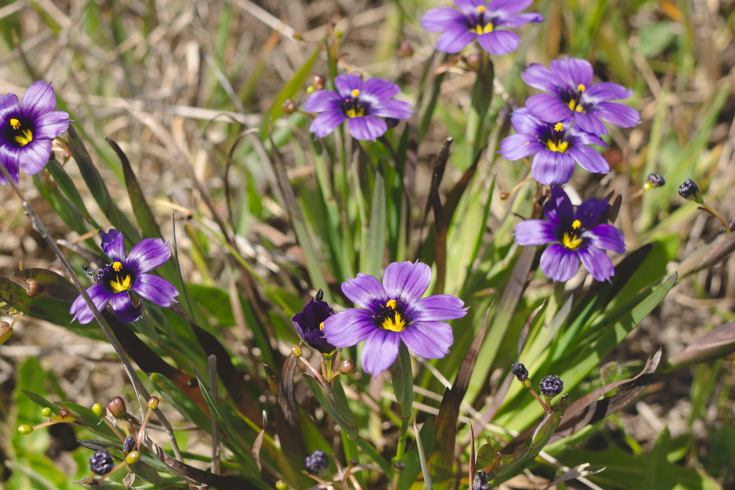 salt point south trail
