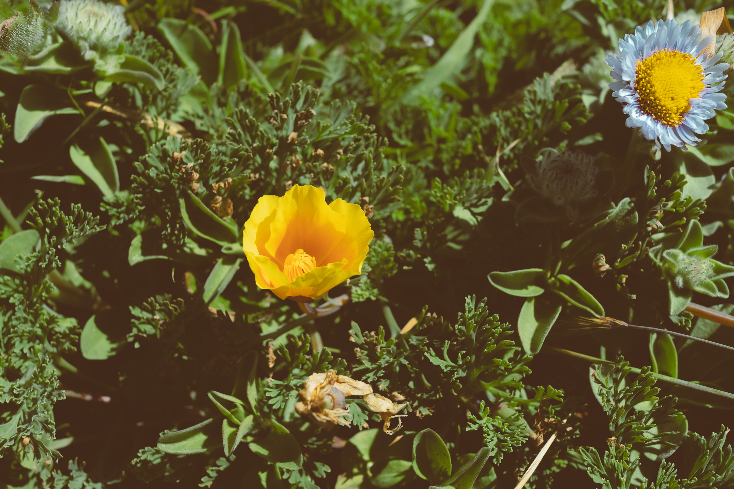 salt point south trail