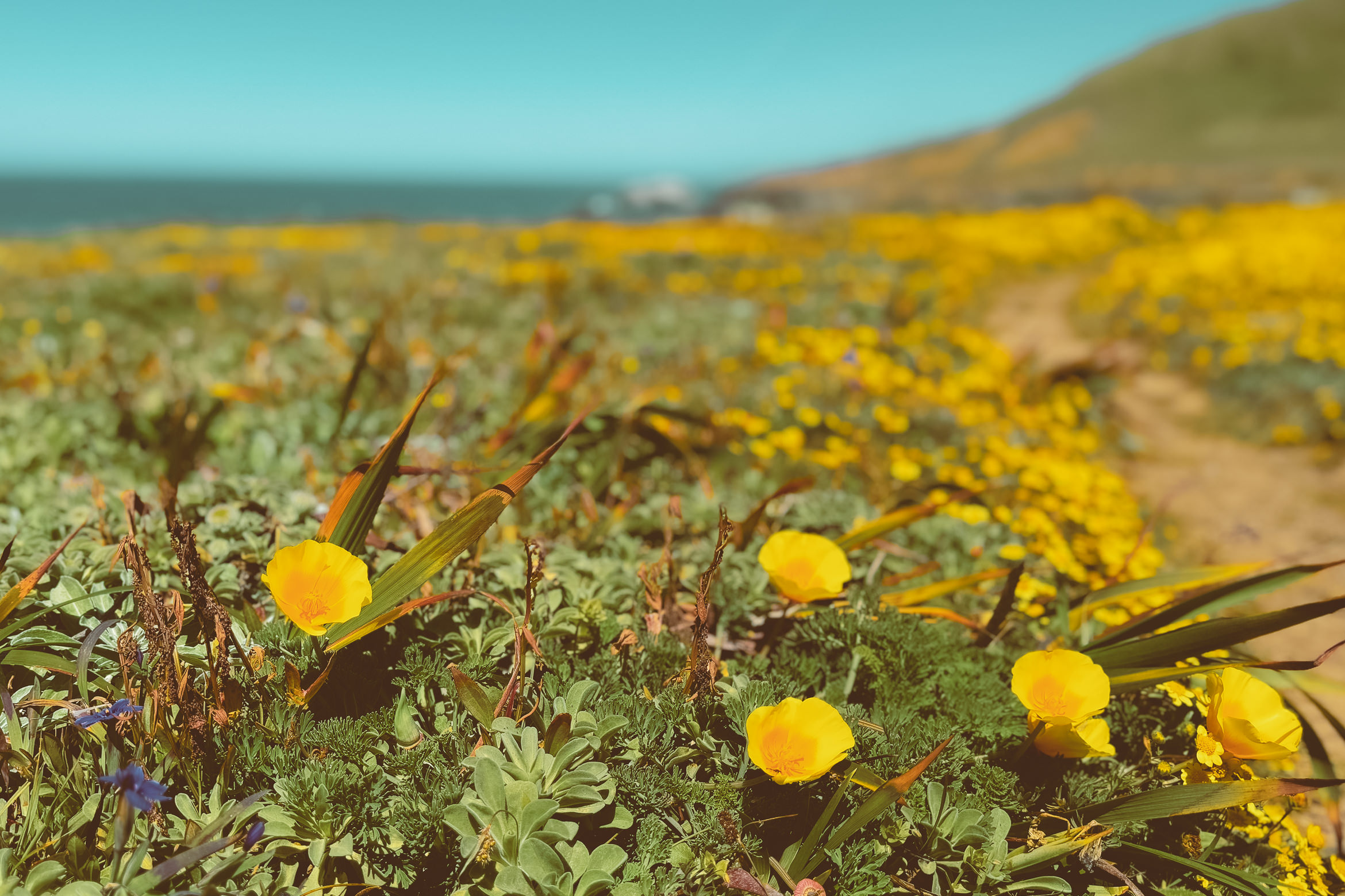 timber cove california coast