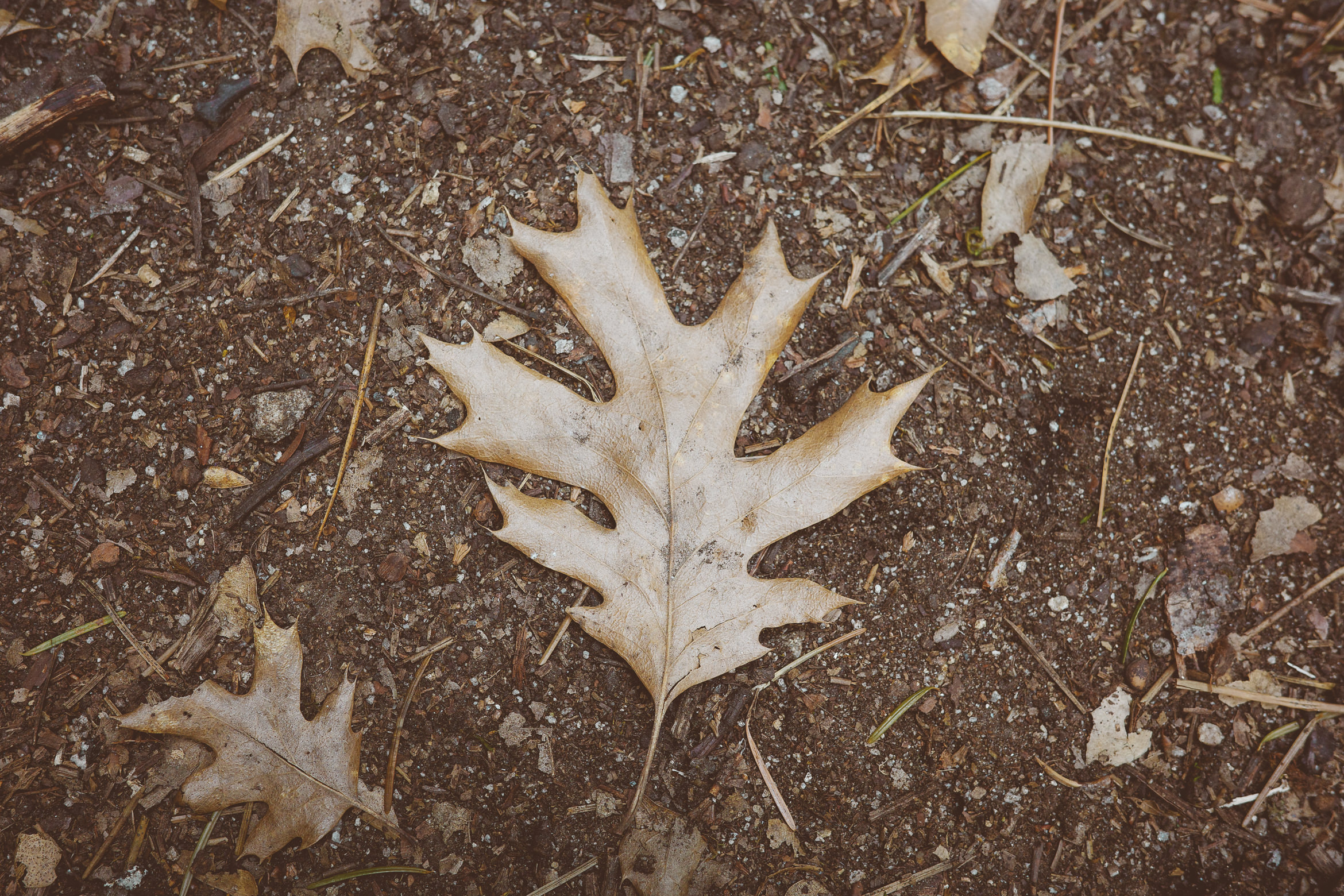 yosemite valley awahanee