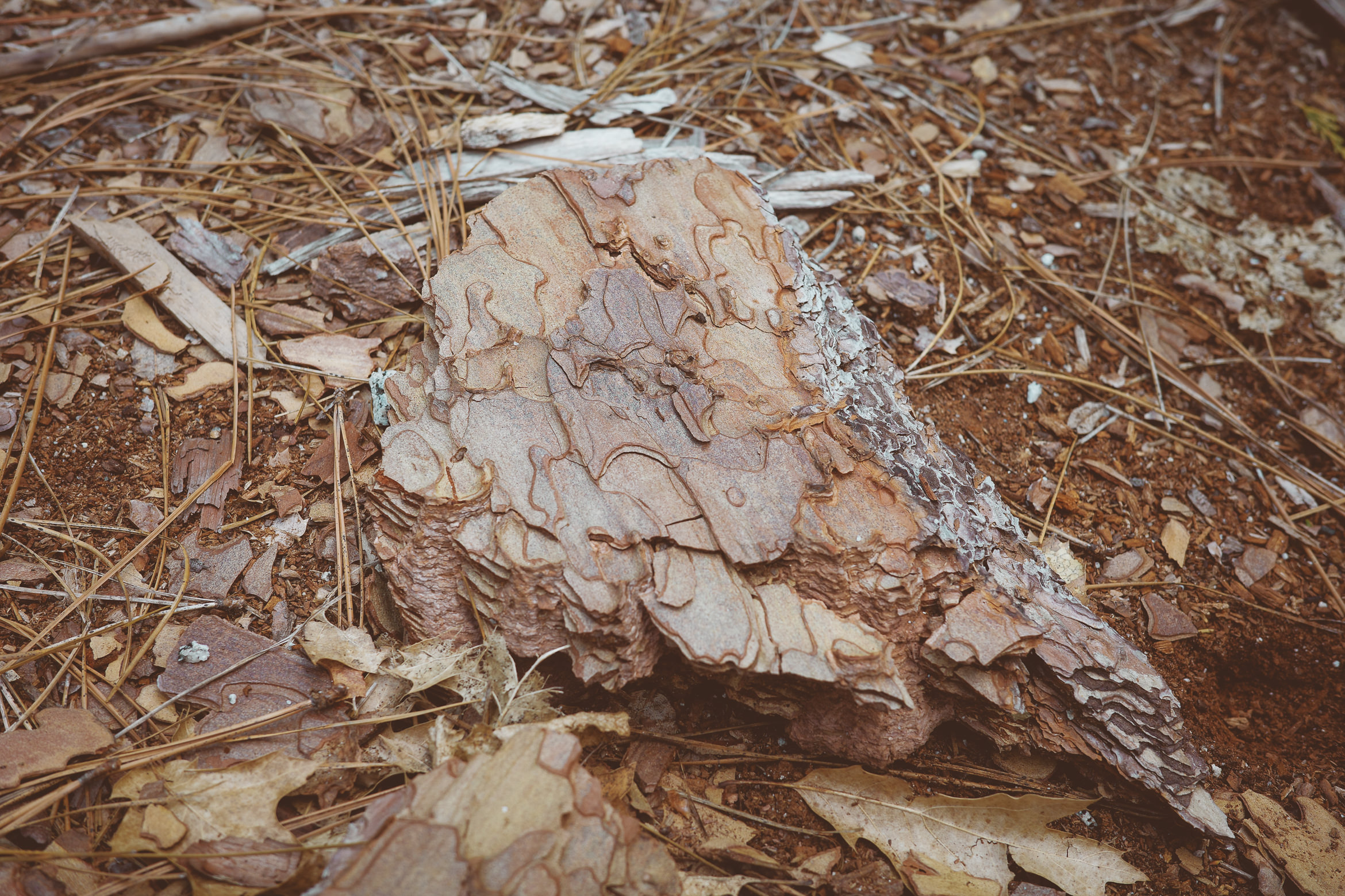 yosemite valley awahanee