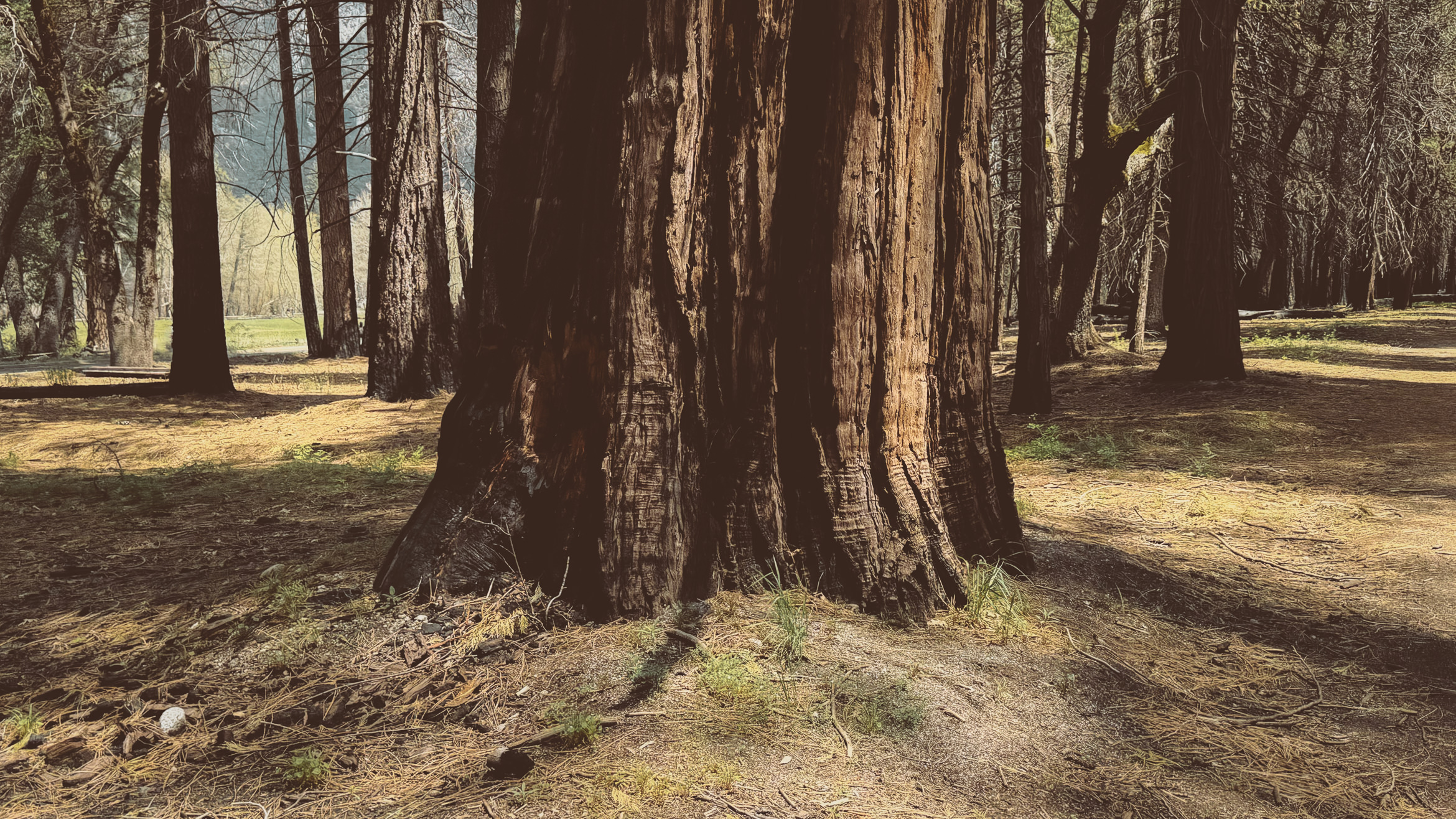 yosemite valley awahanee