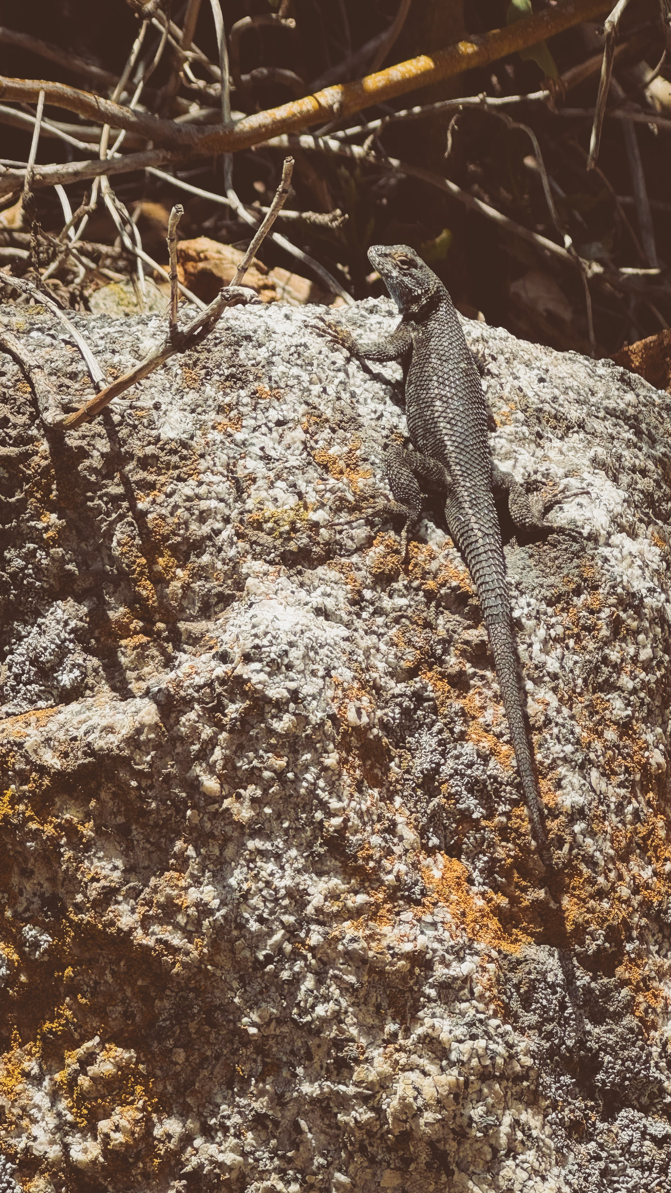 yosemite nevada falls